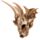 Cap Scheletru de Dragon - Decorativ