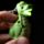 Breloc cu Led și Sunet - Dinosaur RAWR